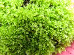 Attēlu rezultāti vaicājumam “Lophocolea bidentata”