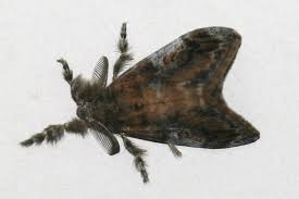 Attēlu rezultāti vaicājumam “Lymantriidae”