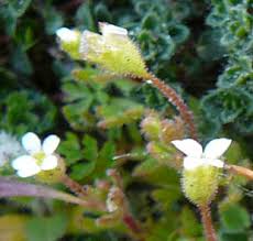 Attēlu rezultāti vaicājumam “Saxifraga tridactylites fruit”