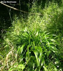 Attēlu rezultāti vaicājumam “Brachypodium sylvaticum leaf”