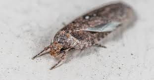 Attēlu rezultāti vaicājumam “Agonopterix heracliana”