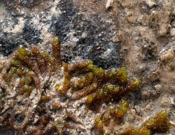 Attēlu rezultāti vaicājumam “Pseudocalliergon turgescens”