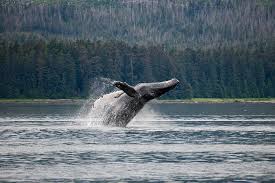 Image result for Megaptera novaeangliae