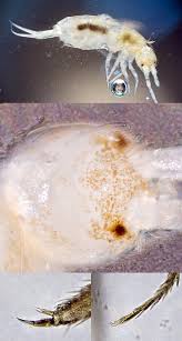 Attēlu rezultāti vaicājumam “Heteromurus nitidus”