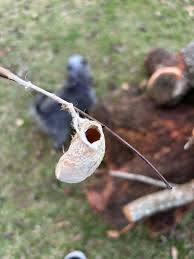 Attēlu rezultāti vaicājumam “Diaperis boleti nest”