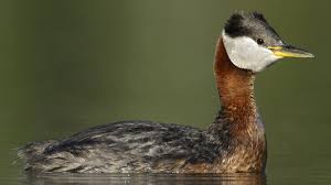 Attēlu rezultāti vaicājumam “Podiceps grisegena”