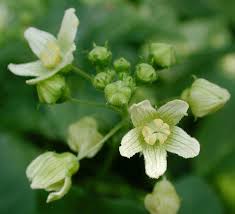 Attēlu rezultāti vaicājumam “Bryonia alba bud”
