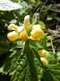Attēlu rezultāti vaicājumam “Lamiastrum galeobdolon bud”