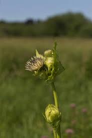 Attēlu rezultāti vaicājumam “Cirsium oleraceum”