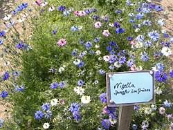 Image result for Nigella damascena