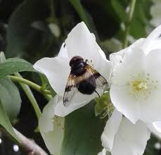 Attēlu rezultāti vaicājumam “Volucella pellucens”