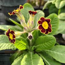 Image result for Primula veris