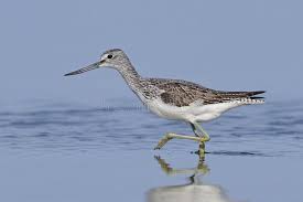 Attēlu rezultāti vaicājumam “Tringa nebularia”