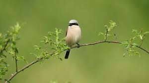 Attēlu rezultāti vaicājumam “Lanius collurio”