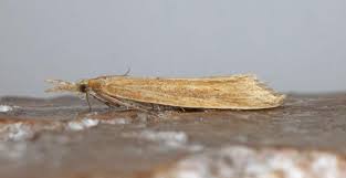 Attēlu rezultāti vaicājumam “Donacaula mucronella”