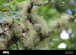 Attēlu rezultāti vaicājumam “Usnea filipendula”