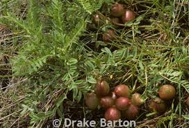 Attēlu rezultāti vaicājumam “Astragalus arenarius fruit”