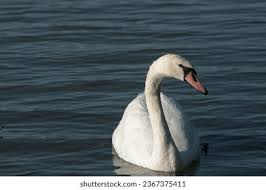 Attēlu rezultāti vaicājumam “Cygnus olor”