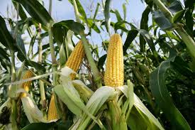 Image result for Mais