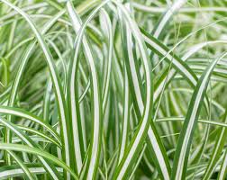 Attēlu rezultāti vaicājumam “Carex loliacea leaf”
