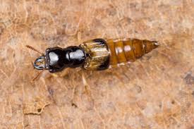 Attēlu rezultāti vaicājumam “Staphylinidae”