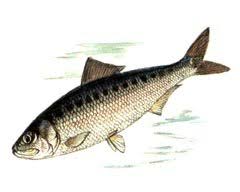 Image result for Alosa fallax