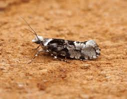 Attēlu rezultāti vaicājumam “Ypsolopha sequella”