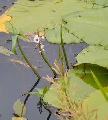 Attēlu rezultāti vaicājumam “Sagittaria sagittifolia”