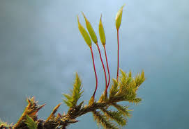 Attēlu rezultāti vaicājumam “Leucodon sciuroides”