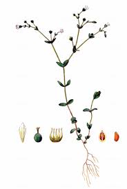 Attēlu rezultāti vaicājumam “Linum catharticum fruit”