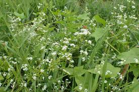Attēlu rezultāti vaicājumam “Galium rivale flower”