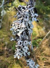 Attēlu rezultāti vaicājumam “Parmelia sulcata”