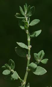 Attēlu rezultāti vaicājumam “Polygonum arenastrum flower”