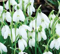 Image result for Lychnis coronaria alba