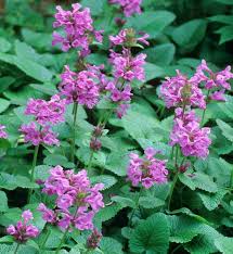 Attēlu rezultāti vaicājumam “Stachys”