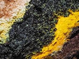 Attēlu rezultāti vaicājumam “Fuligo septica var. rufa spores”