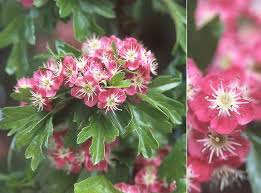 Attēlu rezultāti vaicājumam “Crataegus x macrocarpa leaf”