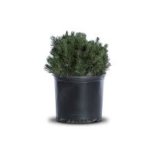 Attēlu rezultāti vaicājumam “Pinus mugo”