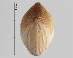 Attēlu rezultāti vaicājumam “Setaria viridis fruit”