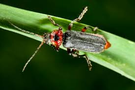 Attēlu rezultāti vaicājumam “Cantharis rustica”