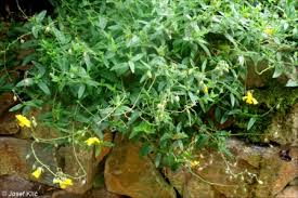 Attēlu rezultāti vaicājumam “Helianthemum nummularium leaf”