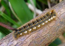 Attēlu rezultāti vaicājumam “Euthrix potatoria”