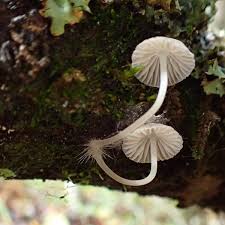 Attēlu rezultāti vaicājumam “Mycena abramsii”