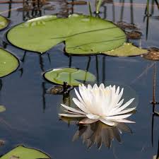 Attēlu rezultāti vaicājumam “Nymphaeaceae”
