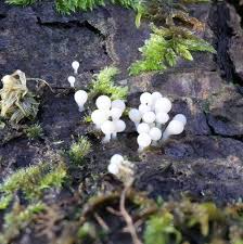 Attēlu rezultāti vaicājumam “Stemonitopsis typhina var. similis”