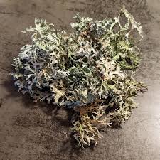 Attēlu rezultāti vaicājumam “Evernia prunastri”