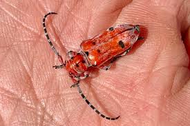 Attēlu rezultāti vaicājumam “Cribraria macrocarpa young”