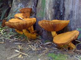 Attēlu rezultāti vaicājumam “Armillaria sp.”