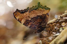 Attēlu rezultāti vaicājumam “Nymphalis xanthomelas”