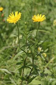 Image result for Buphthalmum salicifolium